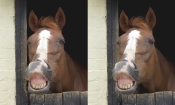 Chatter at the Racehorse Sanctuary